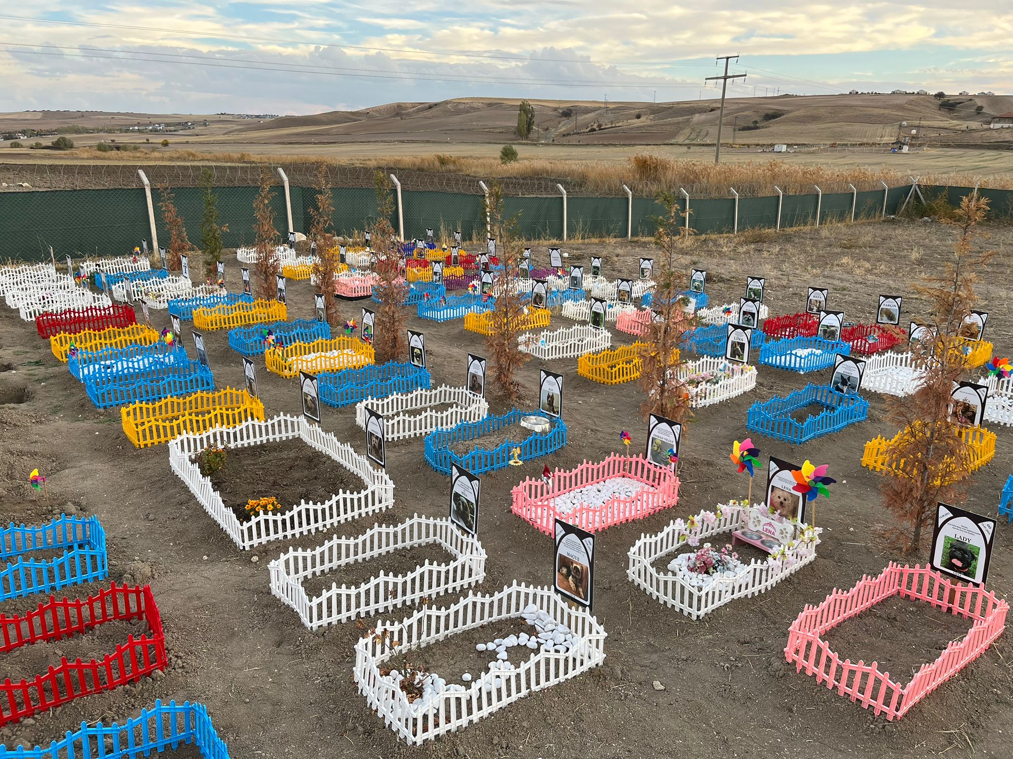 Yaprakların içinde duran Pomeranian cinsi köpek