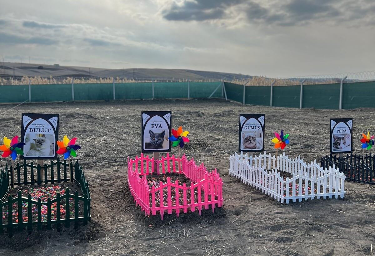 Pet mezarlığında bulunan evcil hayvan mezarları