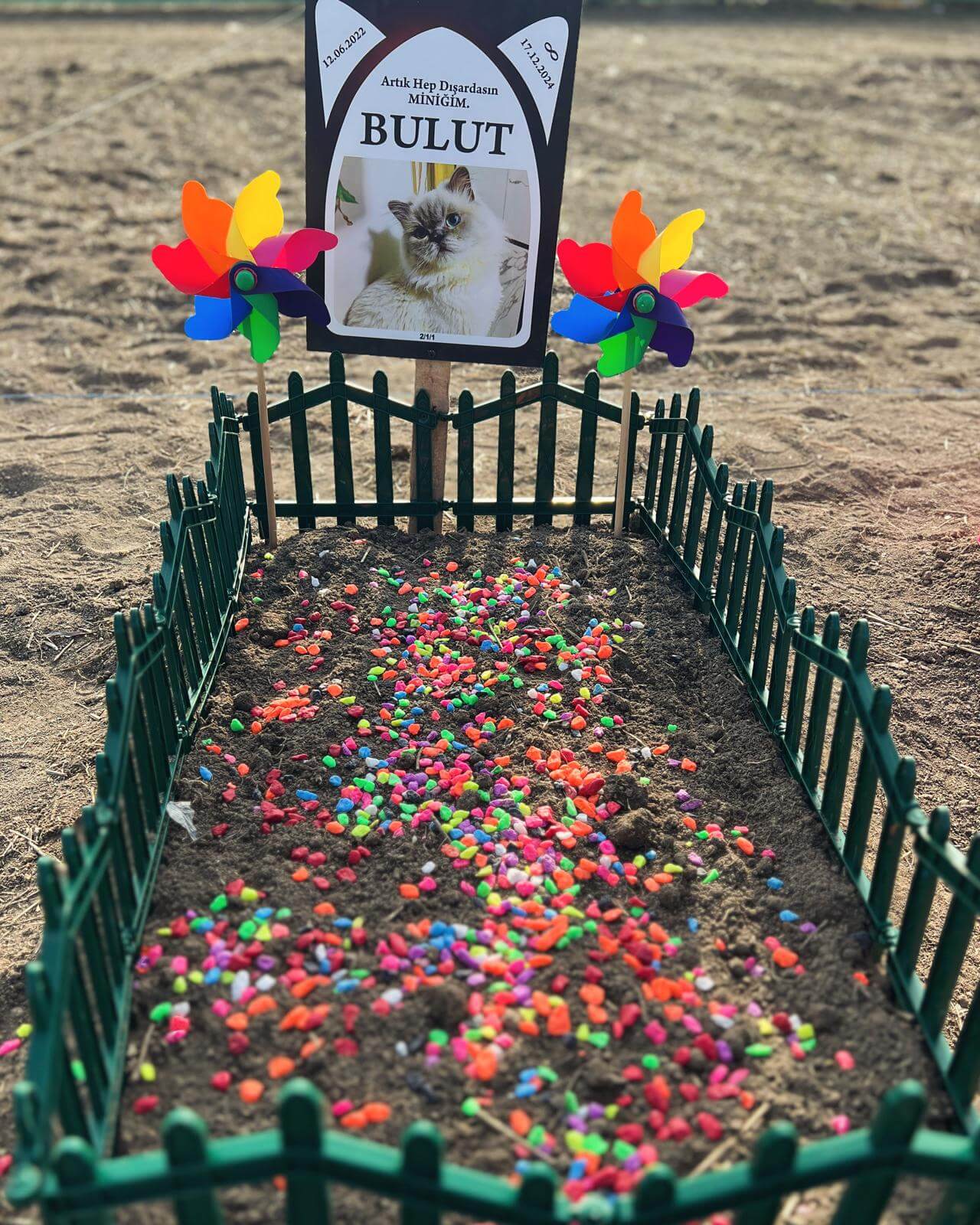 Bulut isimli kedinin mezarlığı