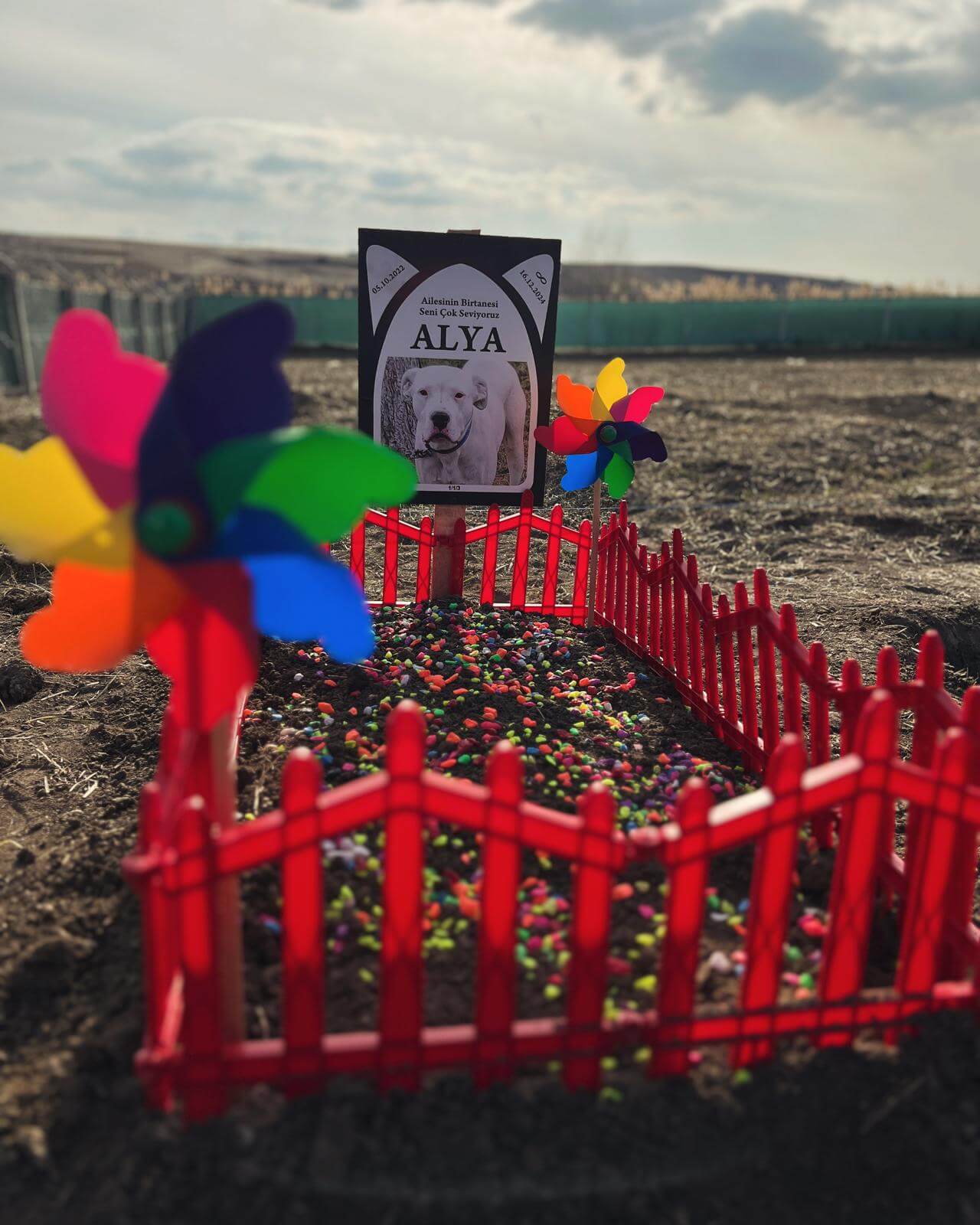 Evcil hayvan mezarları için örnek tören dekorasyonu